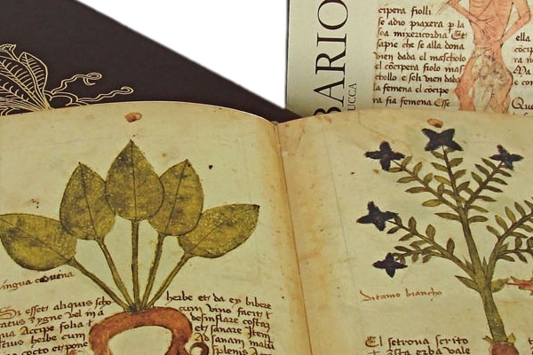 Erbario di Trento  FINE XV SECOLO